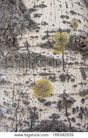 Background of bark of young linden close-up macro