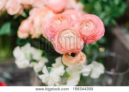 Magnificent tenderless bouquet of fresh, bright pink ranunculus