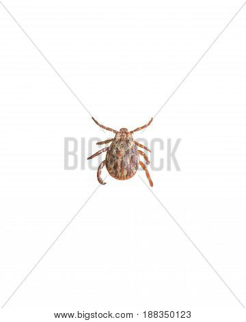 Ixodes tick isolated on white background, close-up