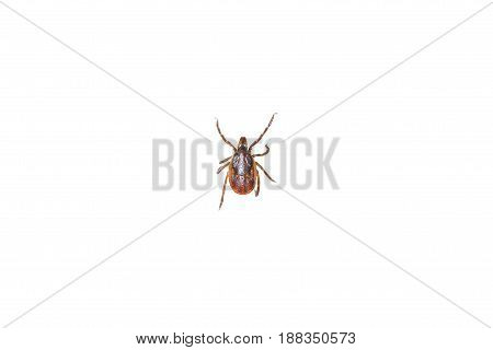 Ixodes tick isolated on white background, close-up