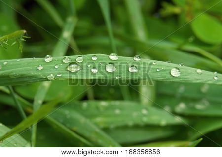closeup macro photo Fresh green grass with drops of water mornig dew.