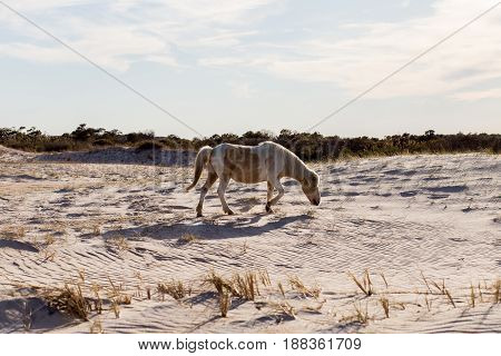 Wild Horse grazing on Assateague island natiuonal park.
