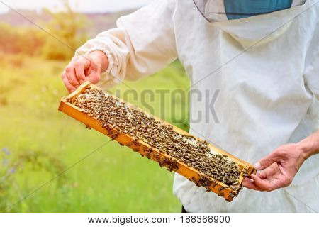 The beekeeper takes out from the hive honeycomb filled with fresh honey. Apiculture