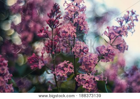 Branch of fresh lilac pink with amazing bokeh