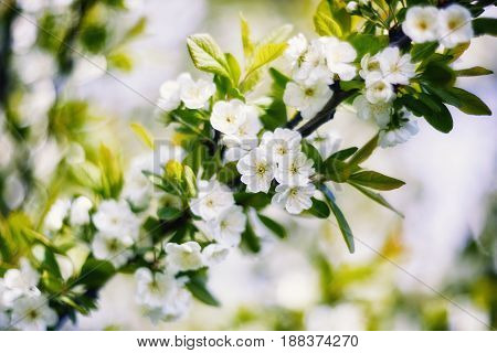 Flowering branch with delicate flowers young plum