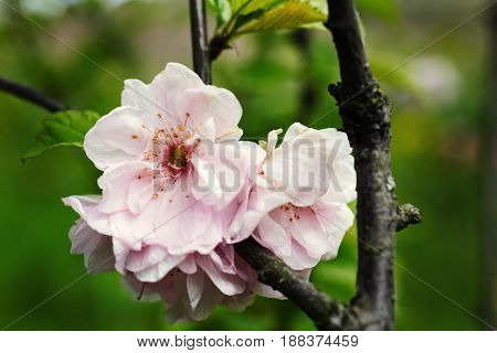 Beautiful flowering, delicate blossoms of the almond