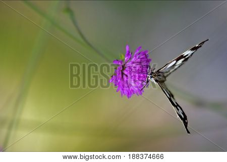White Butterfly  Flower  Green