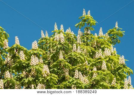Flowering chestnut tree on blue sky background