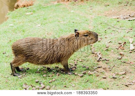 ig Capybara (hydrochoerus hydrochaeris) in the zoo