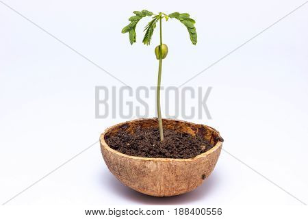Young baby tamarind tree planted in a coconut shell on a white background.