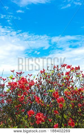 Blossoming azalea flowers with blue sky in summer