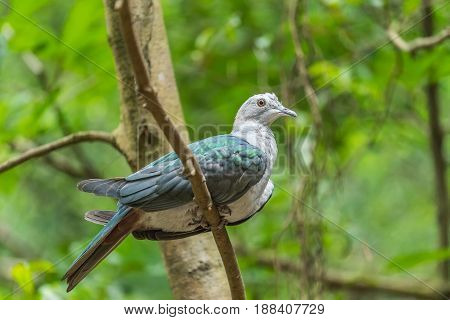 Green Imperial Pigeon holding branh in national park