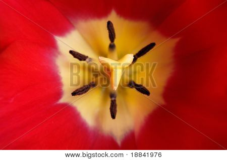 Closeup de flor tulipa vermelha