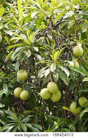 close up fresh green cerbera odollam fruit in nature garden