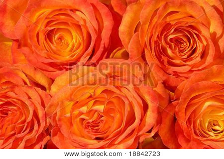 Bando de plano de fundo do rosas laranja closeup macro