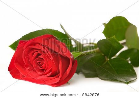 Closeup rosa vermelha silhueta isolado no fundo branco