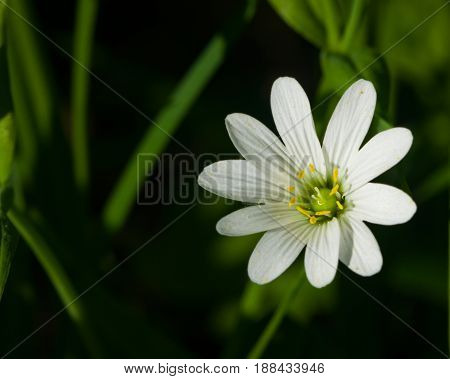 Flower Greater stitchwort or Stellaria holostea with bokeh background macro selective focus shallow DOF.
