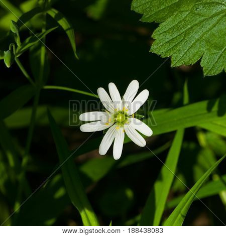 Flower Greater stitchwort or Stellaria holostea with bokeh background macro selective focus shallow DOF.