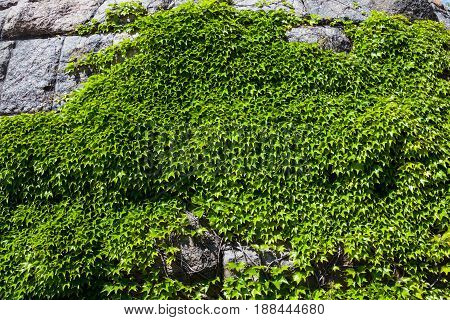 Stone wall covered with the green ivy (Hedera).