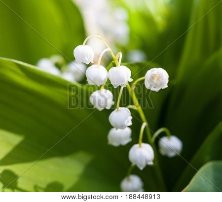 Lily of the valley (Convallaria majalis) white flowers. Spring blossom. Close-up.
