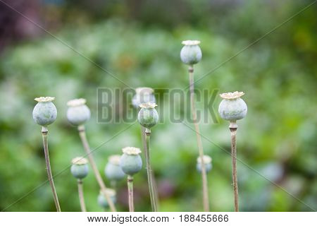Green poppy (Papaver) seed pods (capsule boll head) in the field. Close-up.