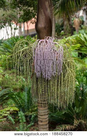 Seed head of Bangalow palm Archontophoenix cunninghamiana