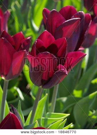 fotografi af den berømte hollandske tulipfields, disse er alle nye arter