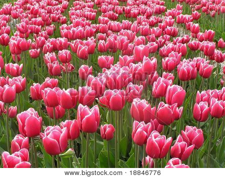 fotografi af den berømte hollandske tulipfields, disse er alle nye arter