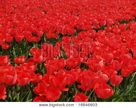 fotografi af den berømte hollandske tulipfields, disse er alle nye arter
