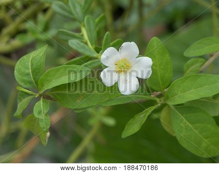 pequeña flor blancan natural y unica pistilo amarillo