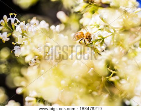 Bare-saddled Colletes Or Plasterer Bee (colletes Similis) Feeding On Stinking Flowers.