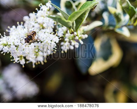 Bare-saddled Colletes Or Plasterer Bee (colletes Similis) Feeding On Stinking Flowers.