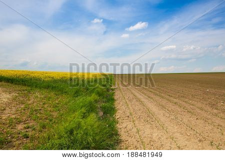 Flowering rape field and field with young corn at sunset