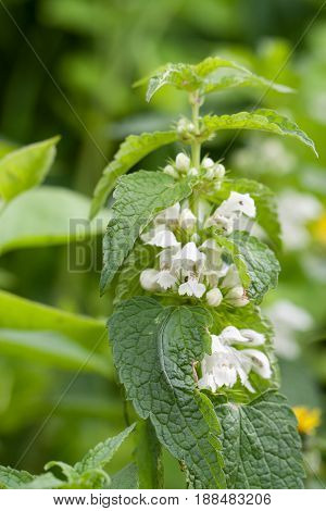 White Nettle Lamium album L. blossoming as a background. Medical herb series.