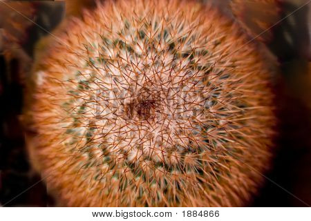 Cactus Abastract