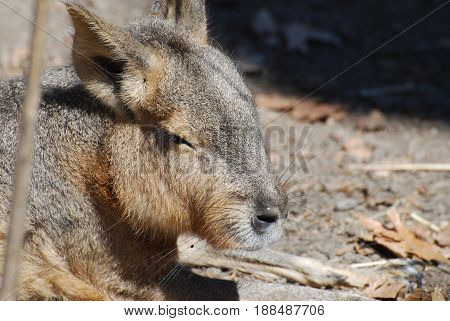 Sleeping large capybara in the warm sunshine.