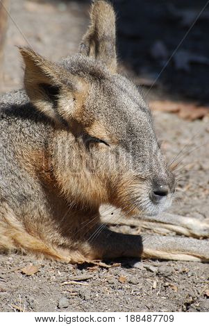 Large capybara sleeping in the warm sunlight.
