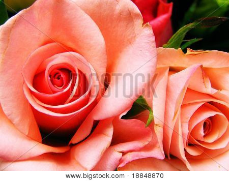 riproduzione fotografica del processo croce floreale