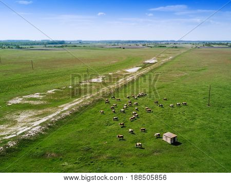 Aerial view of cows herd grazing on pasture field drone point of view