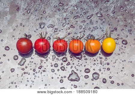 Perfect color gradation line of diverse kinds of tomatoes on wet surface