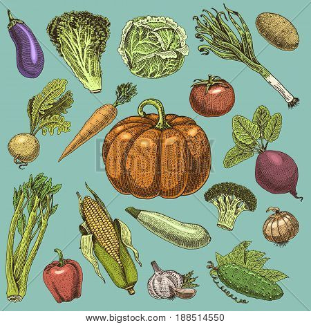 set of hand drawn, engraved vegetables, vegetarian food, plants, vintage looking pumpkin, cabage and tomato, lettuce with carrot, corn and others.