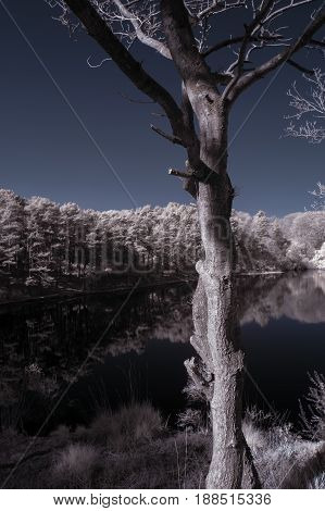 Beautiful False Color Surreal Infrared Landscape Image Of Lake And Surrounding Forest