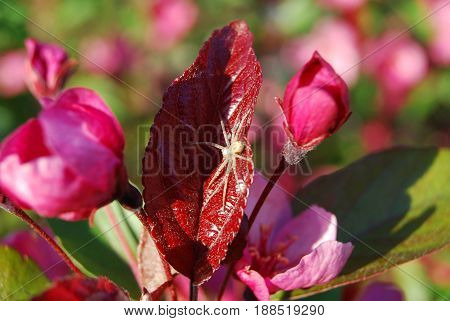 The spider is basking on a red apple leaf