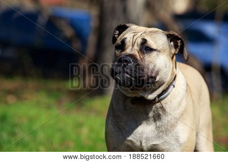 The dog breed Perro De Presa on a green grass