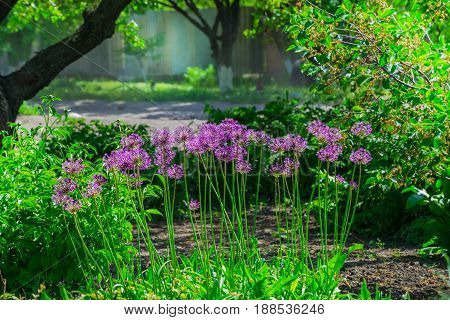 Allium hollandicum 'Purple Sensation' (Dutch Garlic or Persian Onion) in a flowerbed. Blooming Allium. Allium, giant onion, Giganteum in full flower growing in the garden.