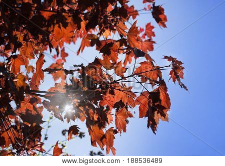 Leaves of Korea Maple, Acer palmatum Atropurpureum. Dark red feathery acer, bright blue sky on the background. Sun beams broken through the foliage.