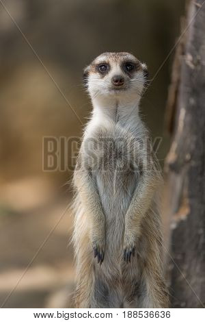 The meerkat or suricate Suricata suricatta is a small carnivoran belonging to the mongoose family.