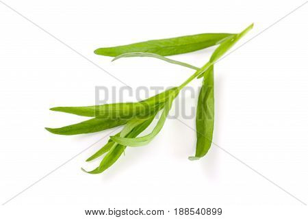Sprig of tarragon isolated on a white background. Artemisia dracunculus.