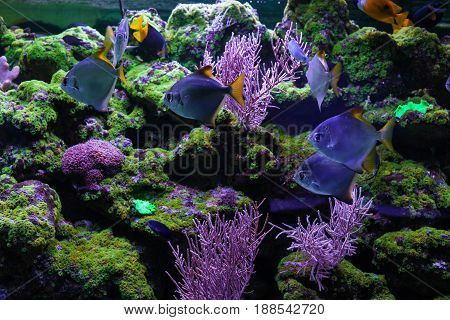 A flock of silver moonfishes close up. Monodactylus argenteus