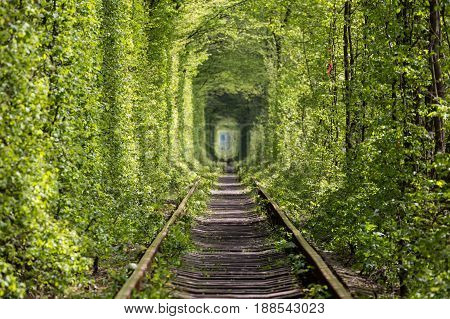 Beautiful tunnel of green trees . Tunnel of love. Natural miracle. Old abandoned railway line in the alley of green trees. Tourist facility. Settlement Klevan. Rivnenskaya region. Ukraine.